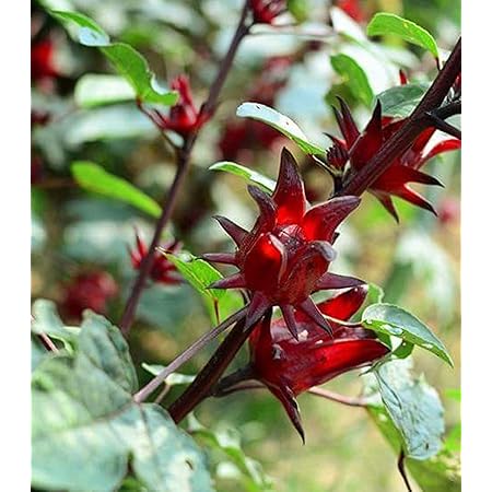 Amazon ハイビスカス ローゼル 種 24粒 ハーブ