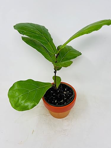 JMBAMBOO - Maceta de arcilla Ficus lyrata de hoja de violín