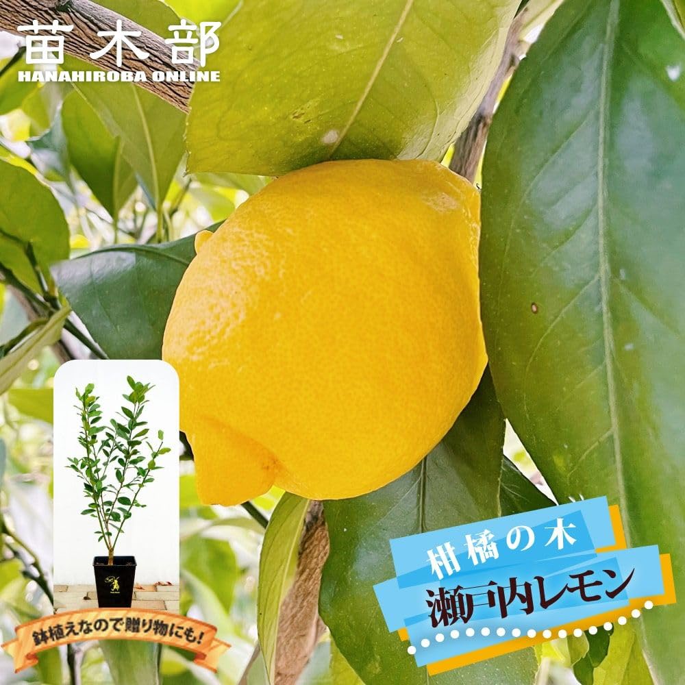 ◾️レモンの木☆ 実付き 楽天市場】トゲなし レモン 6号鉢植え 接ぎ木苗 柑橘 品種 自家