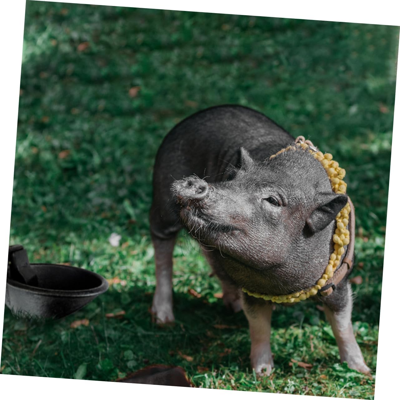 Toyvian Automatic Iron Pig Water Feeder Bowl Capacity Drinking Tool for Home Farm Unique Design Tipping and Easy to Clean Feeder for Pigs