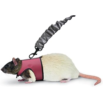 purina pro plan focus puppy lamb and rice