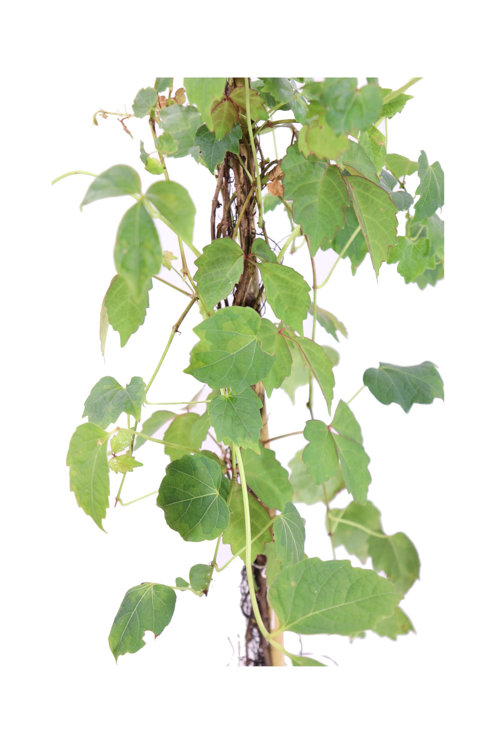 Pianta di Parthenocissus o Partenocisso Pianta di Vite Americana o Canadese pianta da esterno pianta rampicante pianta vera venduta da eGarden.store (Veitch Boskoop)