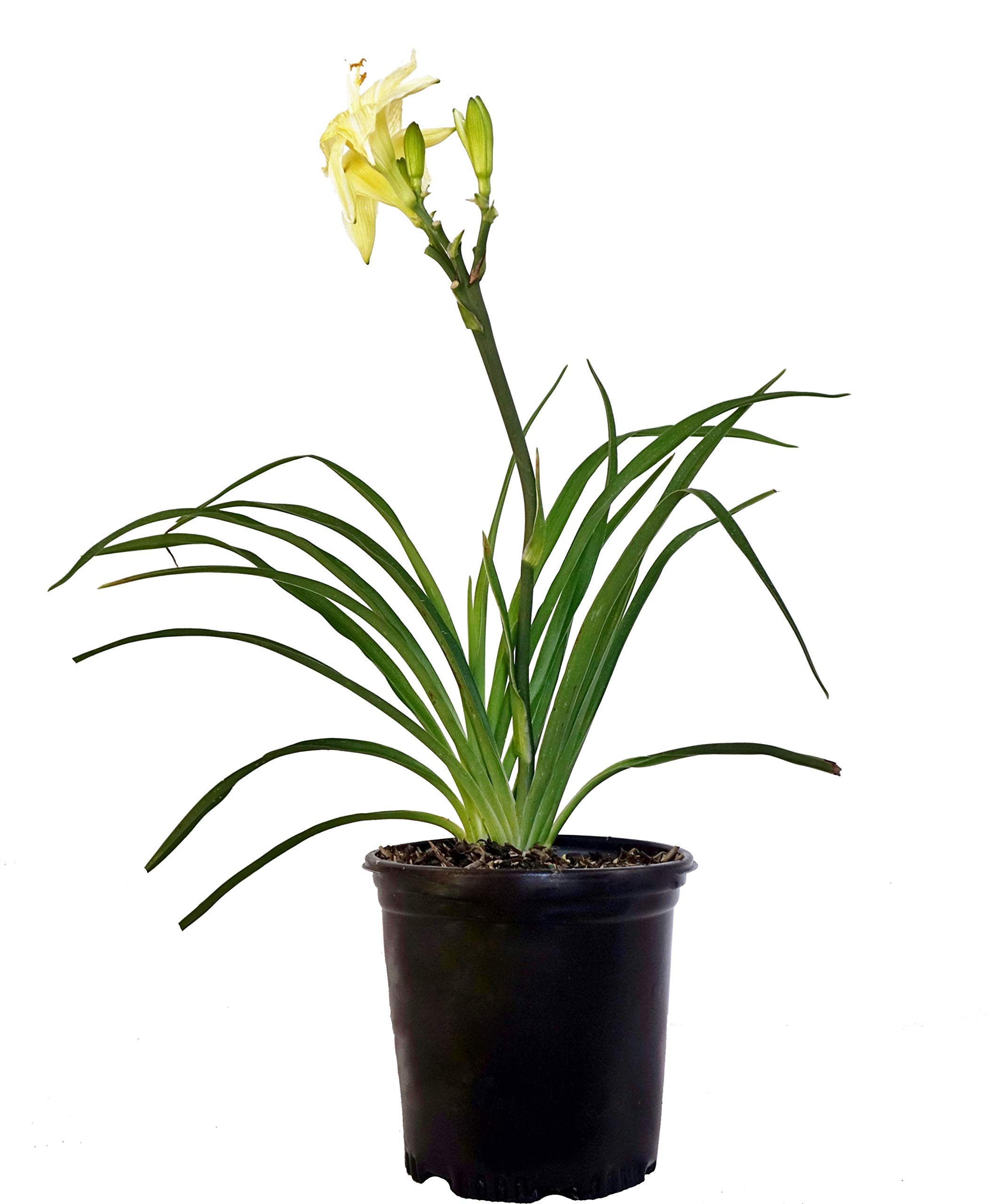 Green Promise Farms Daylily Joan Senior