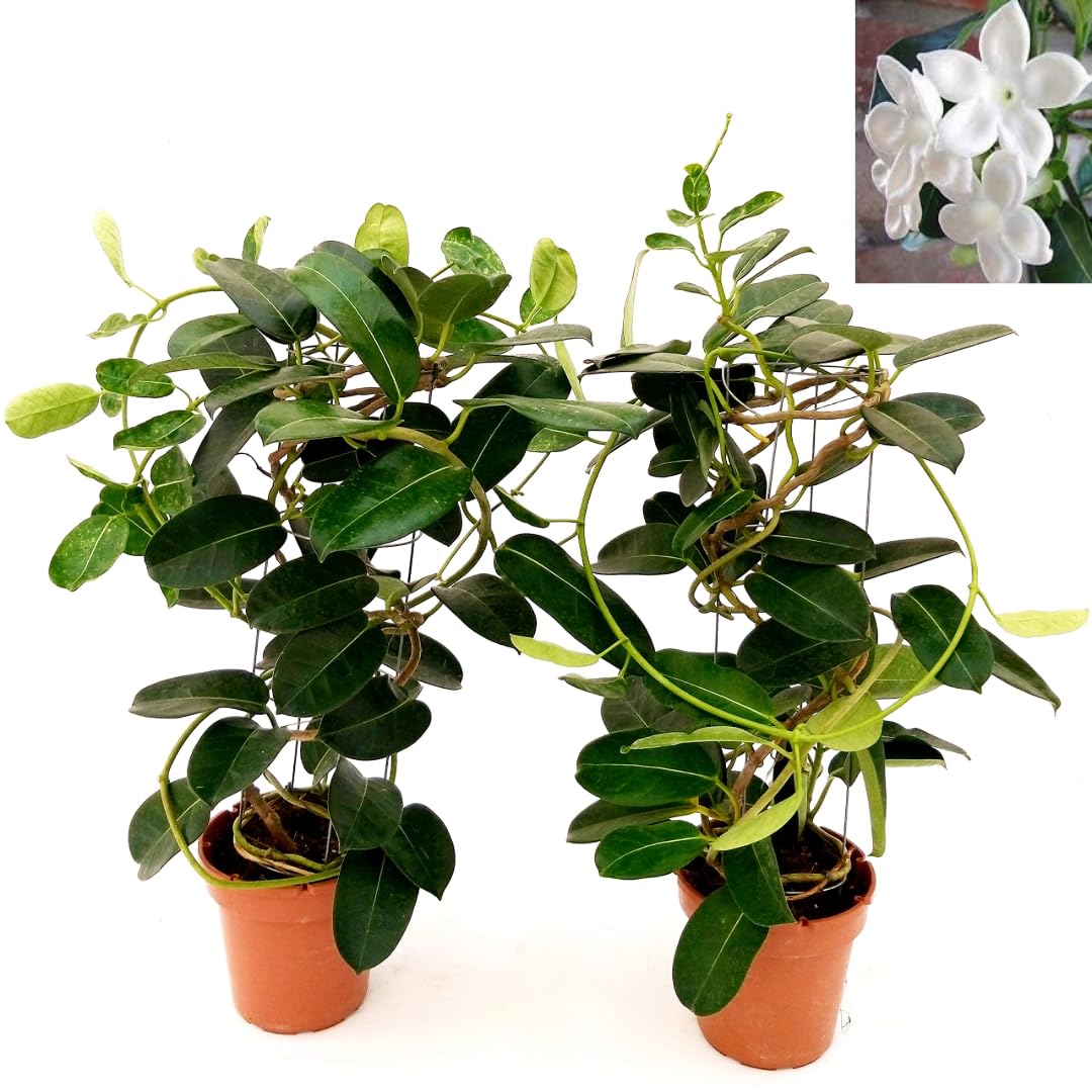 GELSOMINO STEPHANOTIS FLORIBUNDA, ALTEZZA 35CM, 2 PIANTE, IDEALE PER GIARDINI, pianta vera