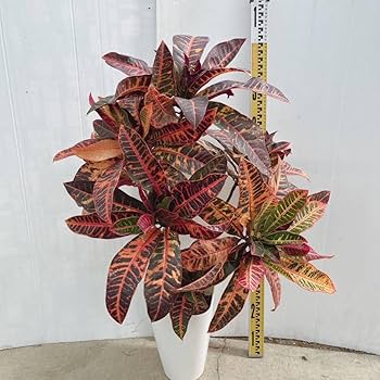 クロトン。 観葉植物 。大型。鉢ごと無料で発送致します。 クロトン。 観葉植物 。大型。鉢ごと無料で発送致します。 クロトン