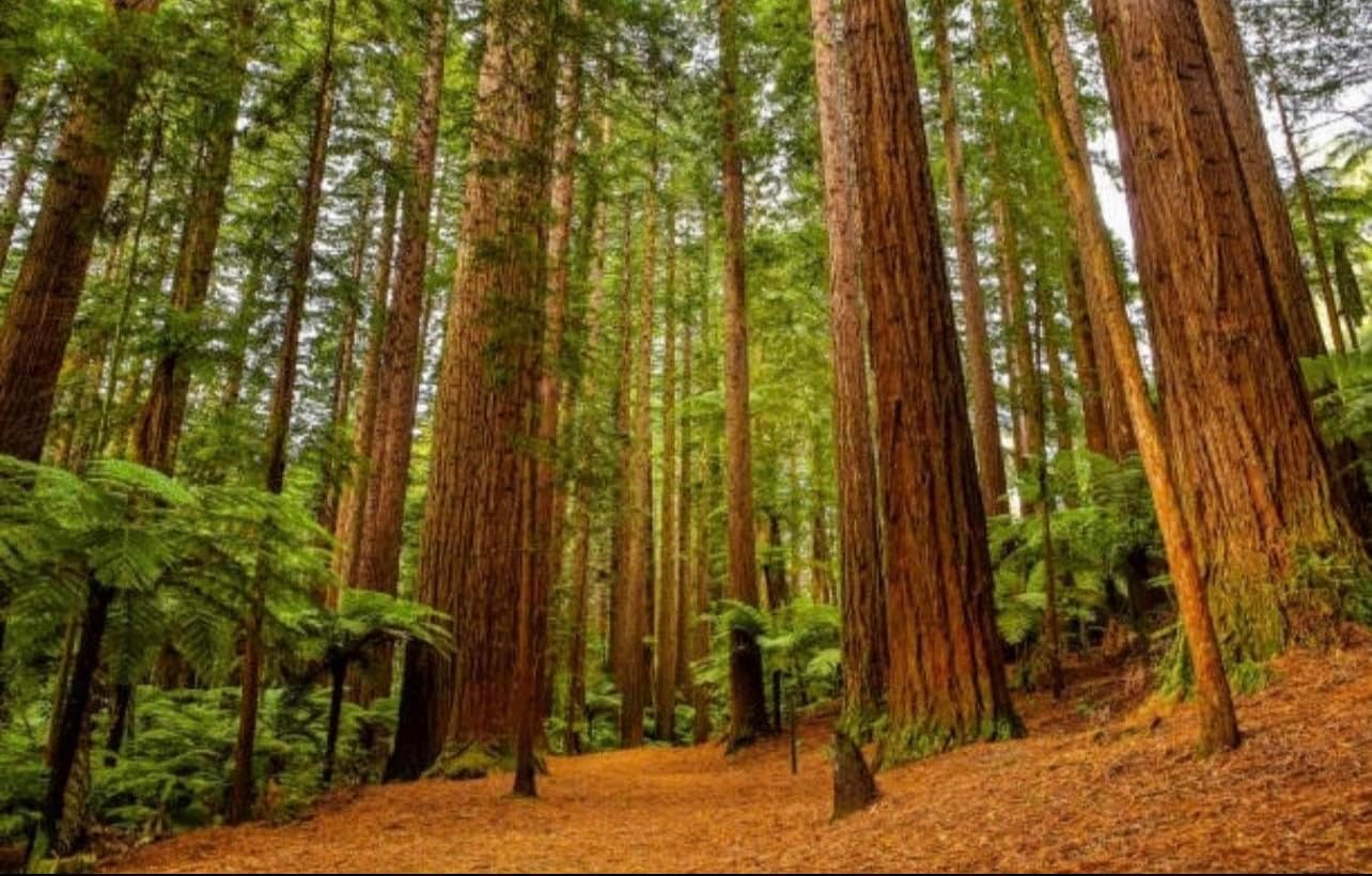 Generic 5-Pack Coast Redwood Tree Seedling - Sequoia sempervirens - Small, Evergreen