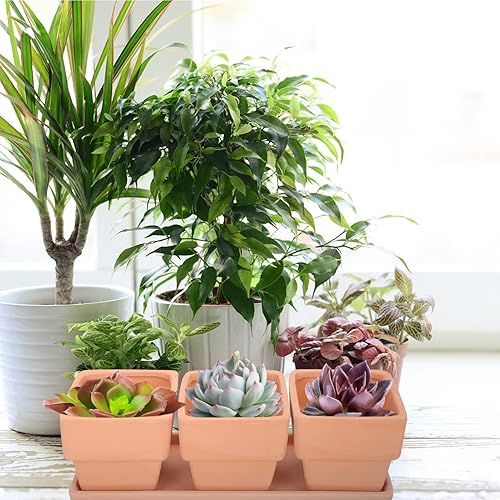 Miniatura 4 de Yardwe 3 macetas de arcilla de terracota cuadradas de cerámica para cactus de cerámica, macetas para suculentas, macetas de vivero, macetas de