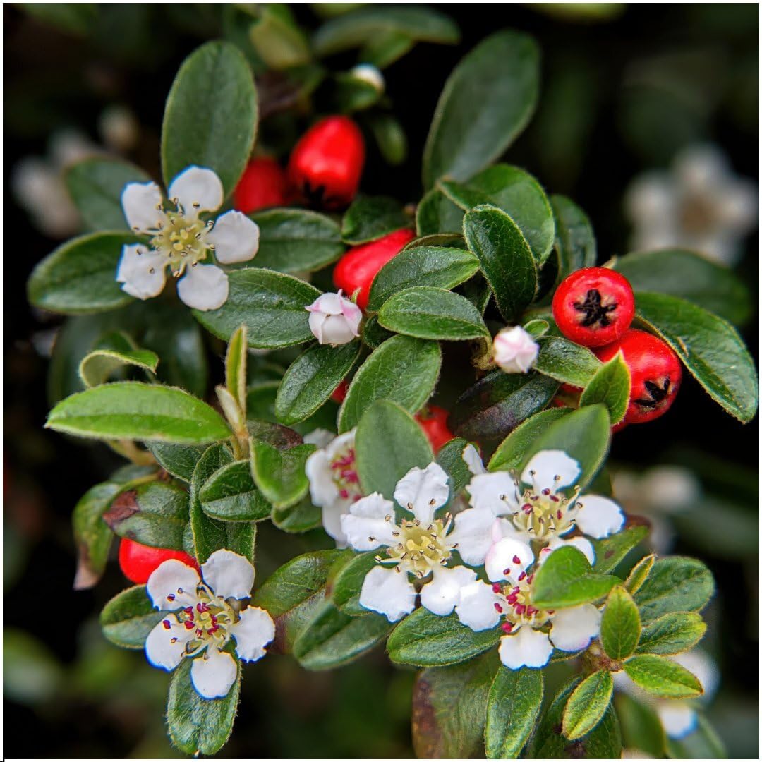 Plants by Frank Cotoneaster Dammeri, 24 plantes de cotonéaster, Ø 9 cm