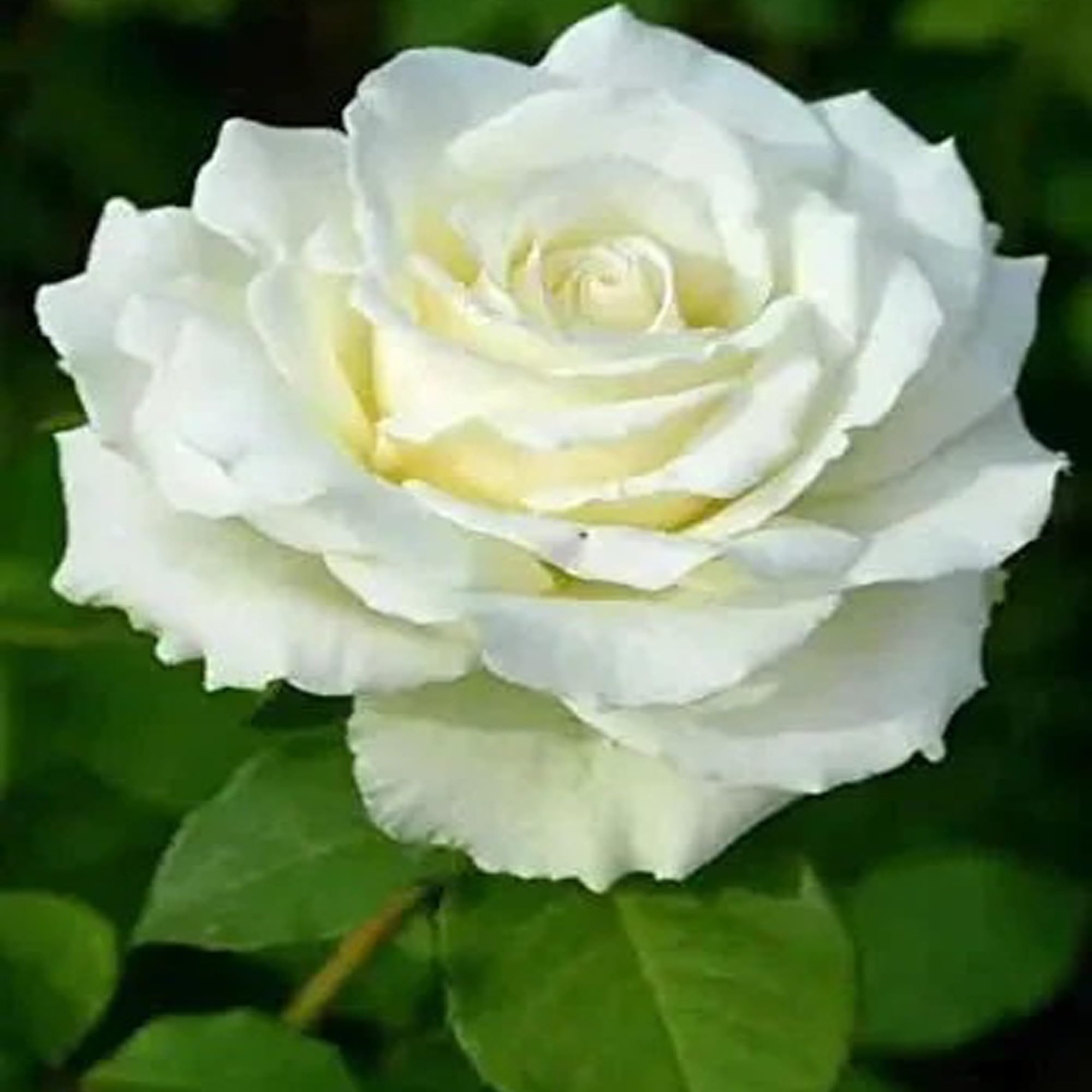 IXORA White Rose Fragrant Flower Live Plants & Tree(1-2 Feet Size) (B0CRYG4Z4Y) Amazon Price History, Amazon Price Tracker