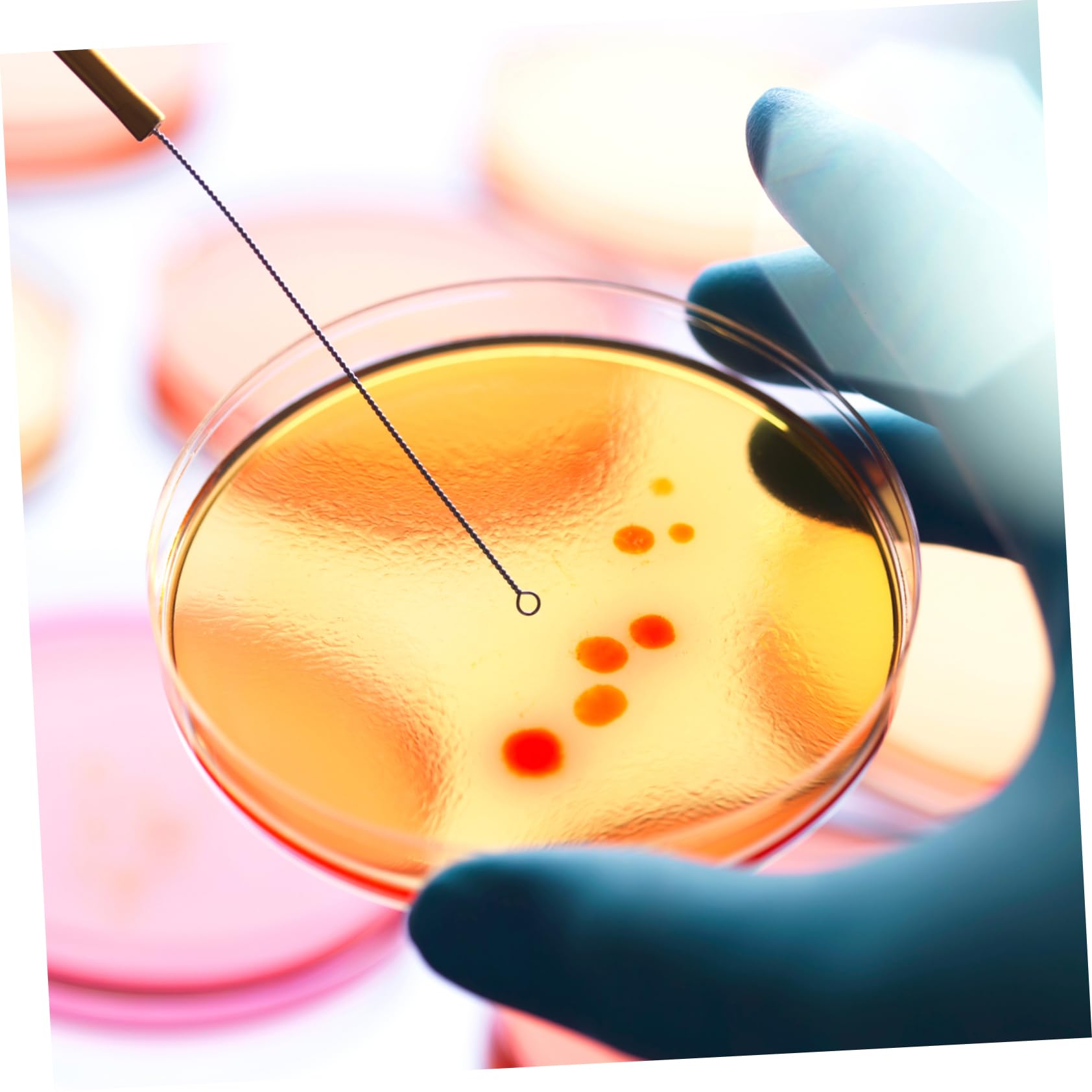 Didiseaon 20 Placas de Agar Nutritivo Prevertidas de 7 CM para Cultivo Microbiológico, Accesorio de Laboratorio Portátil Adecuado para Experimentos Científicos y Clases de Ciencias