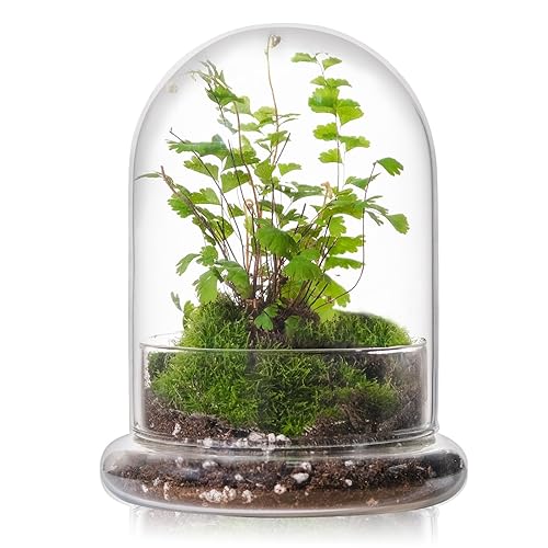WHJY 6 inches Glass Cloche for Indoor Plants Small Terrarium