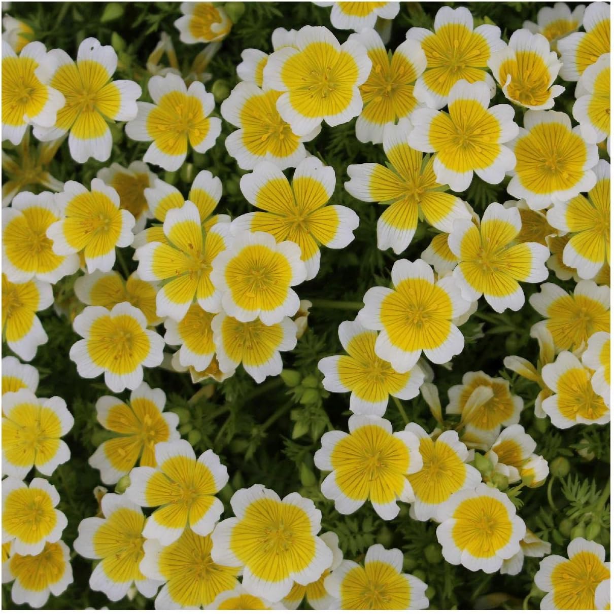 Everwilde Farms - 1 Lb Poached Egg Plant Native Wildflower Seeds - Gold Vault