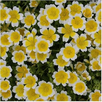 Everwilde Farms - 1 Oz Poached Egg Plant Native Wildflower Seeds - Gold Vault