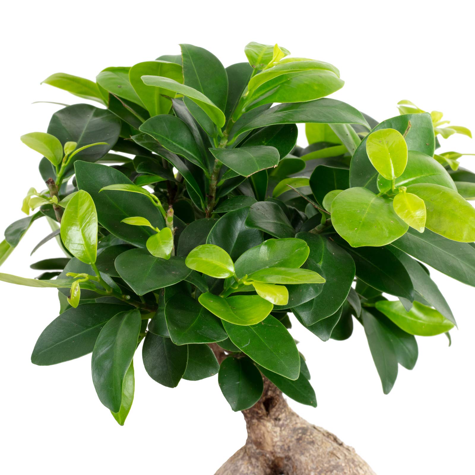 Chinesische Feige - pflegeleichte Zimmerpflanze, Ficus Ginseng - Höhe ca. 40 cm, Topf-Ø 17 cm