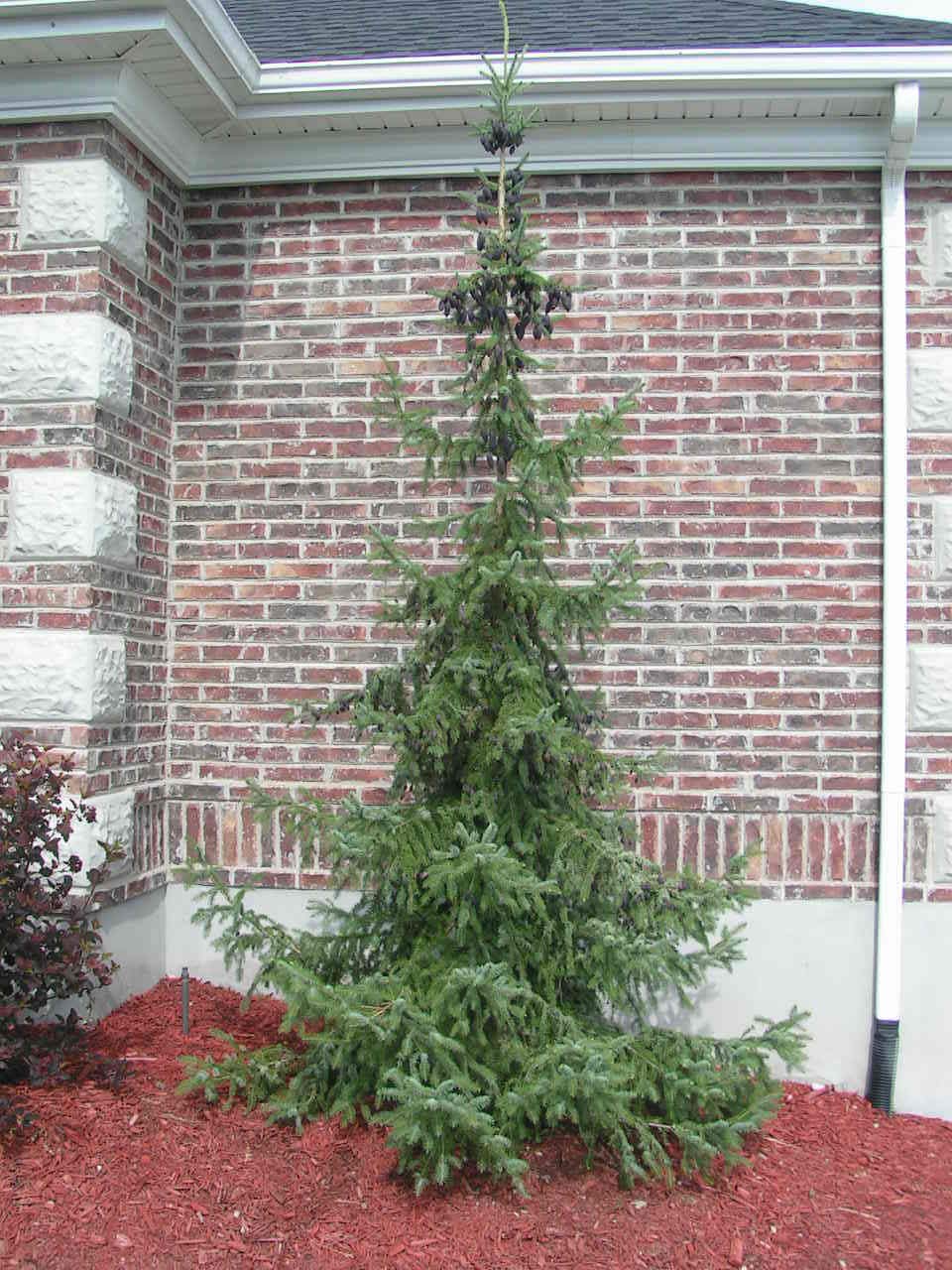 expensive bonsai tree Gorgeous Juniper Bonsai main image 1