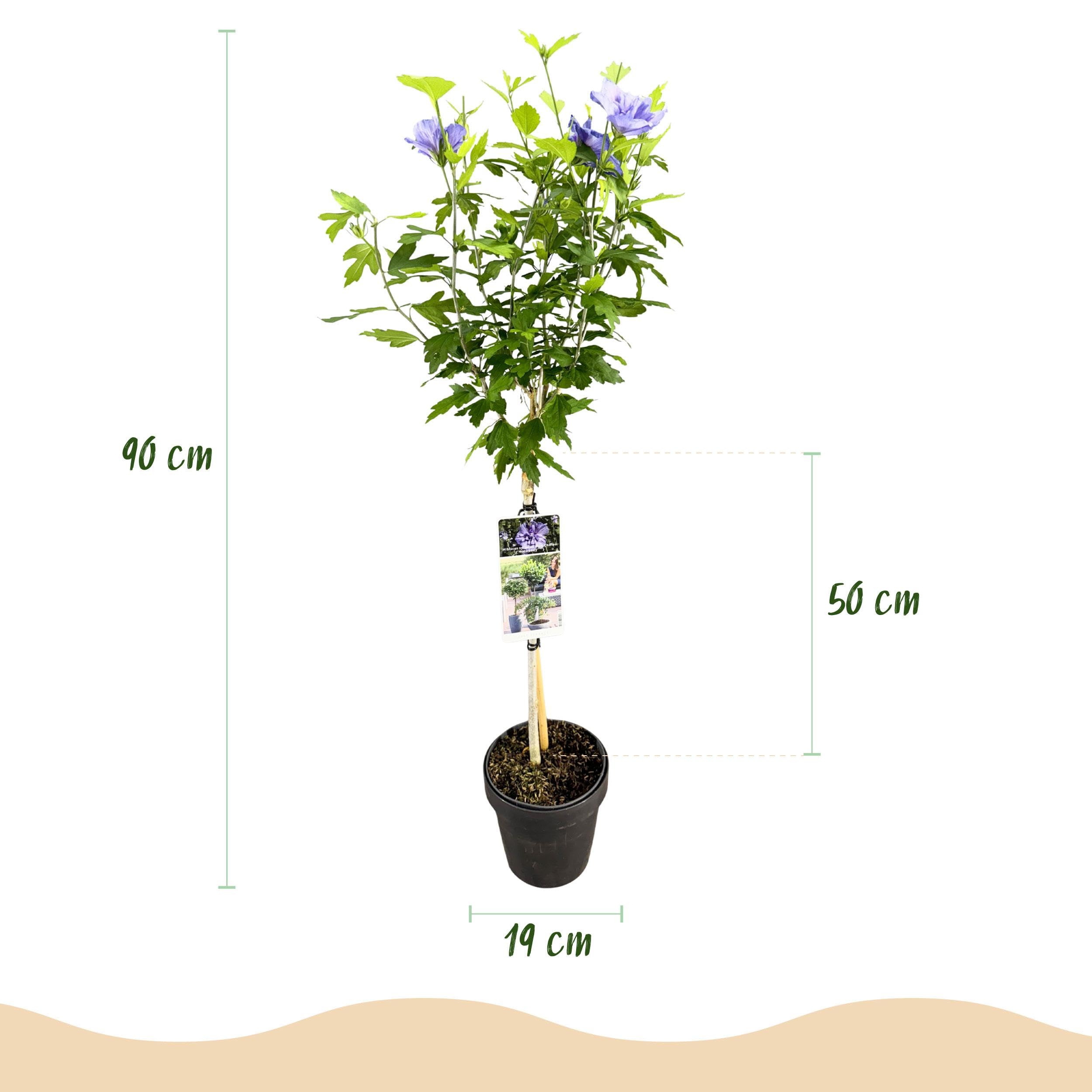 Hibiscus syriacus Blue Chiffon - Roślina stojąca - Roślina tarasowa - Liściasta - Niewymagająca pielęgnacji - 80-90cm - Ø19cm - Roślina ogrodowa