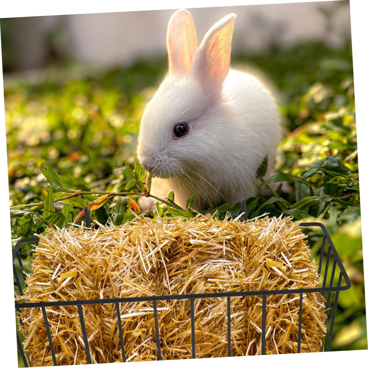 Râtelier à Foin pour Lapins en Fer Noir 5 Pièces pour Cage | Contrôle des Portions, Stable et Difficile à Déplacer, Adapté aux Chinchillas et Lapins en Intérieur