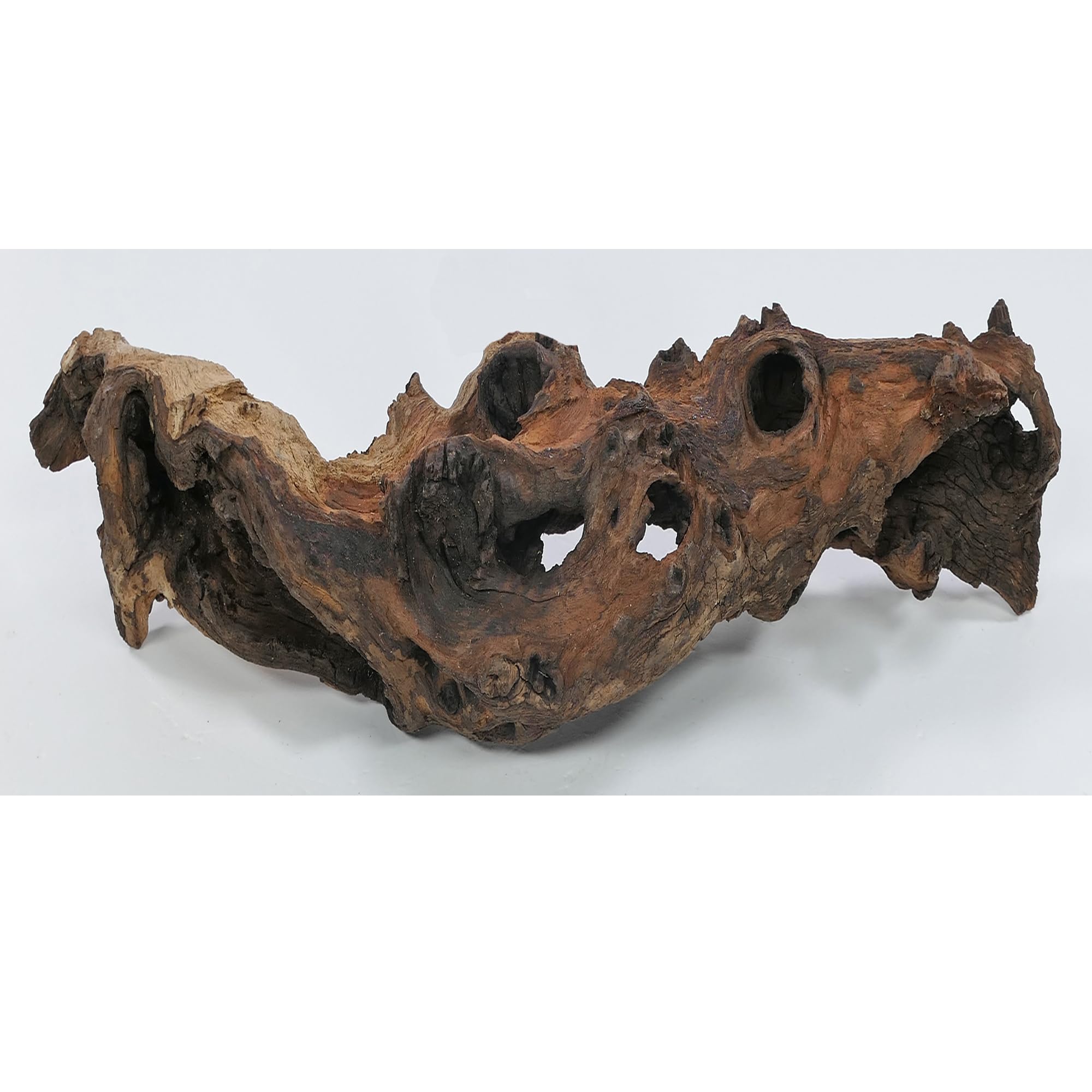 Radice di Mopani Taglia M // Radice di legno vero decorazione per acquario per gamberetti, pesci ornamentali, Hard Scape 20 cm - 30 cm (Mangrovie, Savanna) Aquascaping Terrario Decorazione per la casa