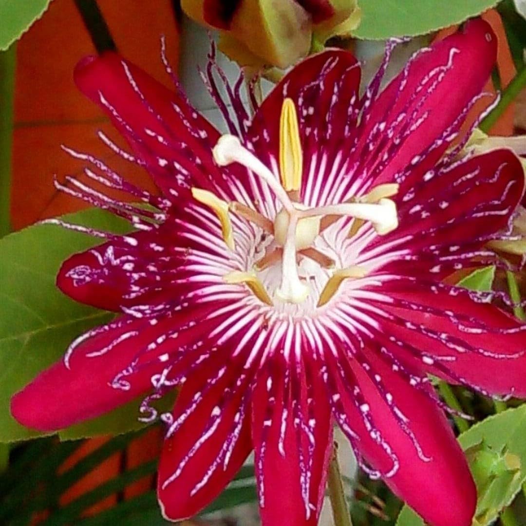 Gurveplantationi Live Rakhi Bel Plant All Season Flowering Plant Fragrant Blossoms Beautiful Garden Decor Varieties Trellis Cultivation Gardening With Care Vines Floral Climber Design Pruning With Pot (B0CHB9S9D9) Amazon Price History, Amazon Price Tracker