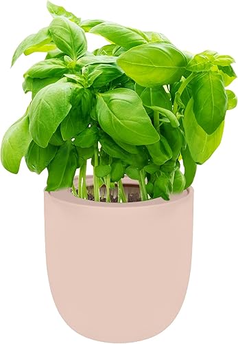 Kit de cultivo de hierbas hidropónicas, kit de iniciación de jardín de hierbas de cocina con riego automático con maceta de cerámica rosa y semillas