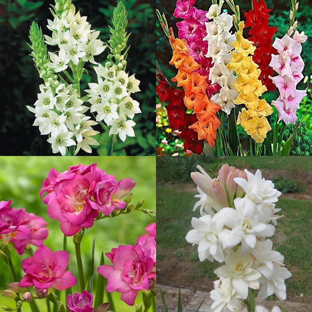Growth Seeds Winter Flower Bulbs Combo Pack, 20 Bulbs - Freesia Mix 5, Gladiolus Mix 5, Chnchirinchi White 5, Rajnigandha White 5, for Home & Garden (B0DB83NK3K) Amazon Price History, Amazon Price Tracker