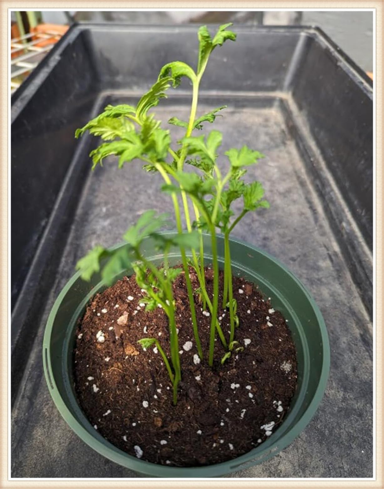 Rhizoma Ranunculus-Ranunculus bulboso-Bulbi di Ranuncoli-Grazioso-Elegante-Delicato-Naturale-Sottile-Robusto-20 Bulbi