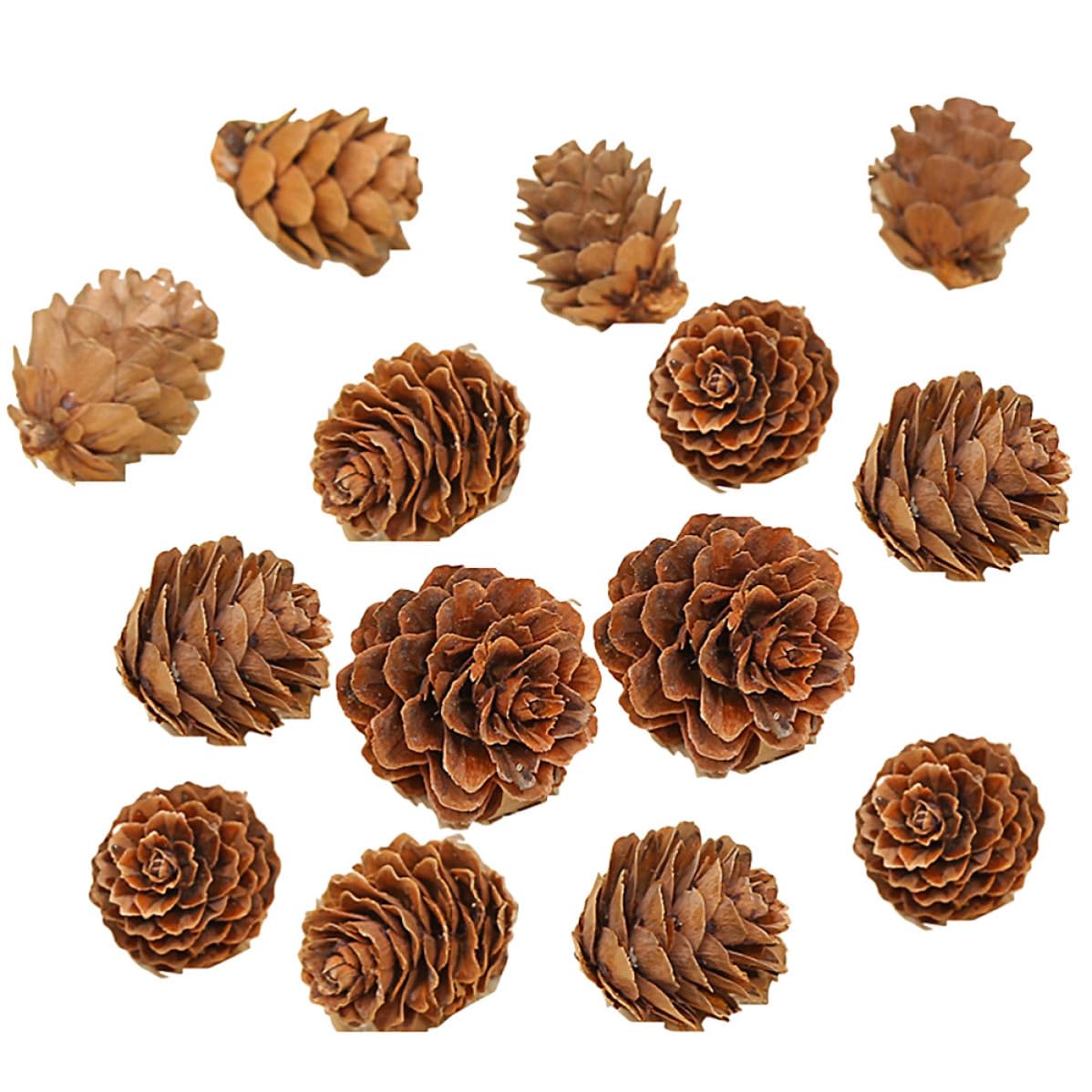 DOITOOL 210 Piezas Piñas Secas Naturales de 2-3 Cm para Adornos Navideños y Manualidades, Decoración para Árbol de Navidad y Acción de Gracias Forma Vegetal Auténtica