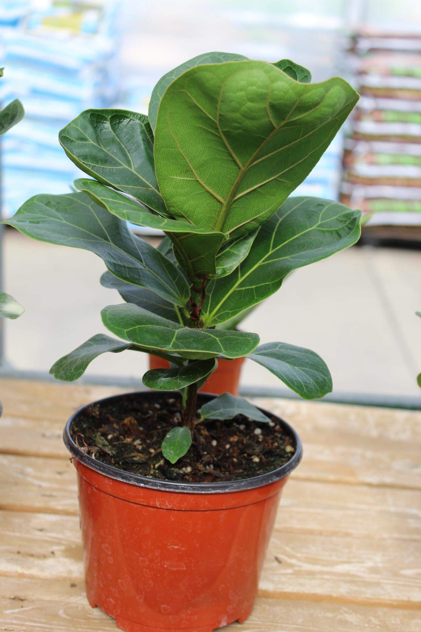 Amazon.com : Fiddle Leaf Fig - Live Plant in a 6 Inch Pot - Ficus Lyrata -  Beautiful Easy to Grow Air Purifying Indoor Plant : Patio, Lawn & Garden