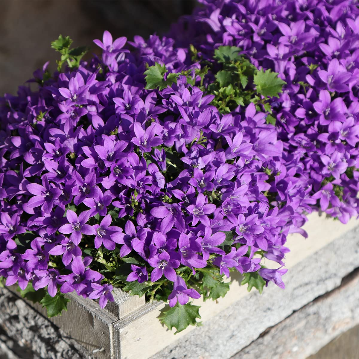 Glockenblume (Campanula Ambella Intens Purple Portenschlagiana) mit  bertopf - Hhe: cm - Blhende Zimmerpflanze von Botanicly : Amazon.de:  Garten