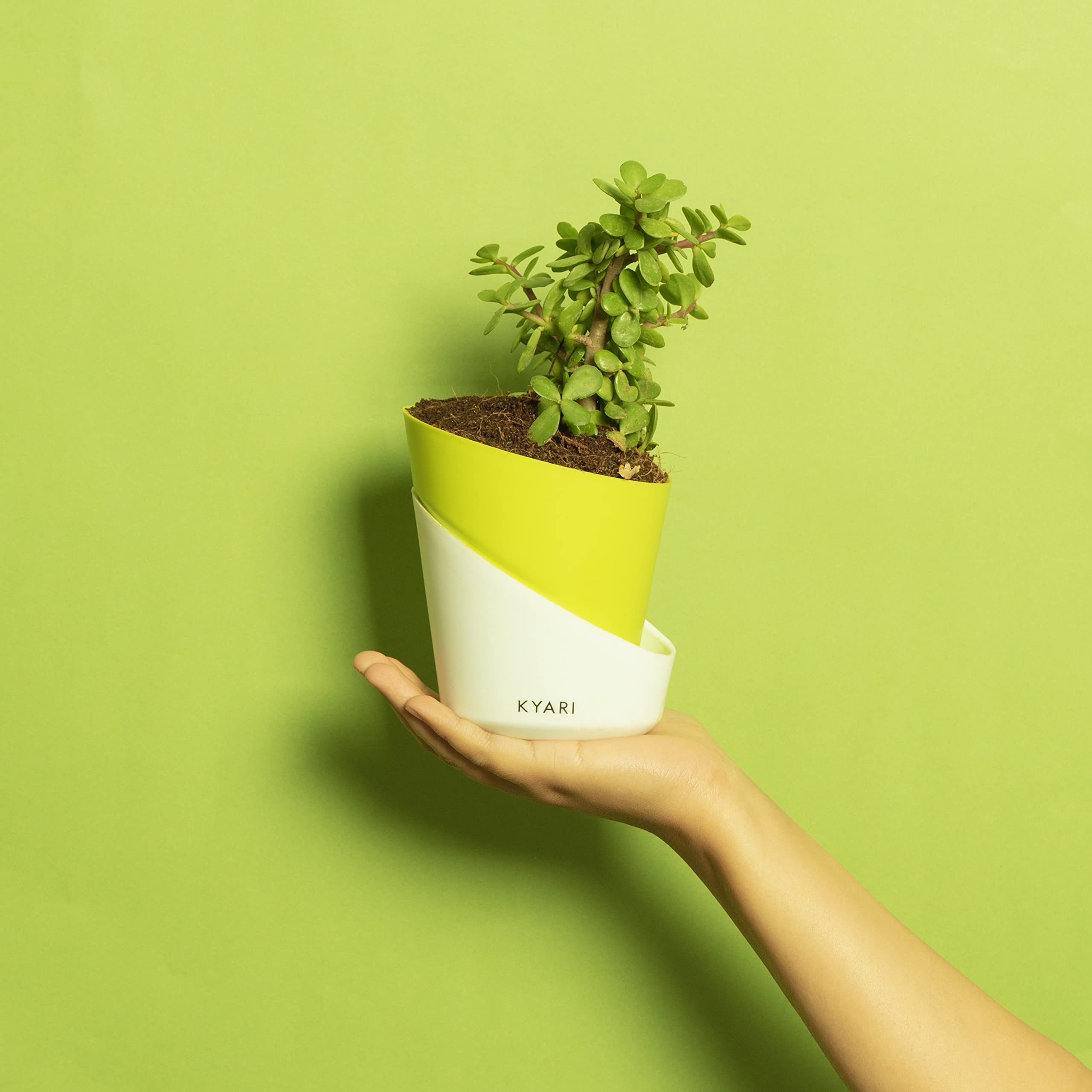 KYARI Jade Indoor Plants for Living Room | Live Plants | Plants with Parrot Green Pot for Home | Air purifier plants | Plants for Home Decor | Plants for garden | Indoor Plants for bedroom (B0BTHYWTP8) Amazon Price History, Amazon Price Tracker