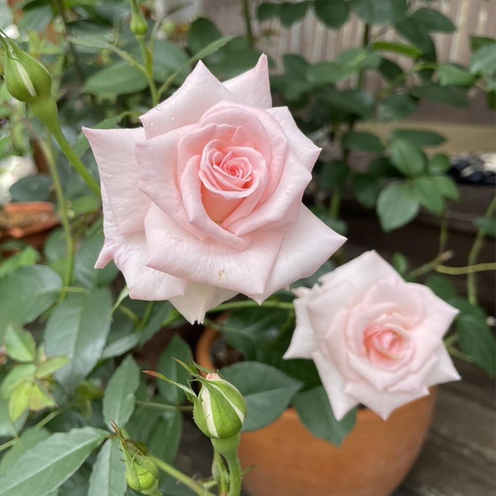 バラ 挿し木苗 ストレンジャー バラ 挿し木苗 ストレンジャー バラ 挿し木苗 ストレンジャー バラ 挿し木苗 ストレンジャー