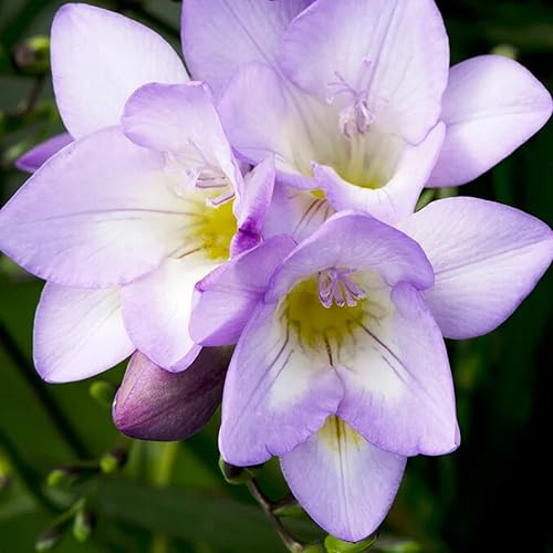 Freesia ‘Delta River’ Flower Bulbs – Fragrant Purple Blooms, Ideal