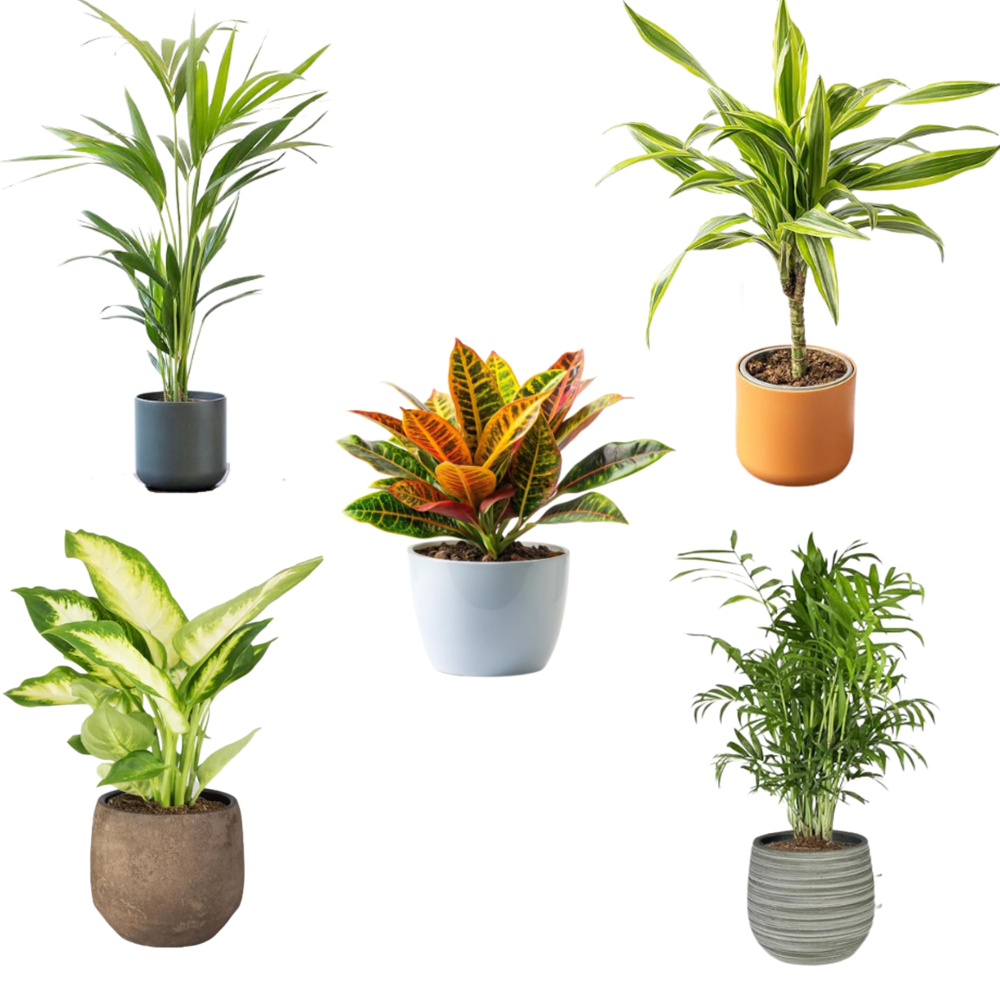 Pack de 5 Plantas Naturales de Interior : Croton + Dieffenbachia + Palmera Areca + Dracaena Lemon lime - Chamadorea Ø12 cm Alto 30-40 cm, Decoración del Hogar (No incluye Maceta de cerámica)
