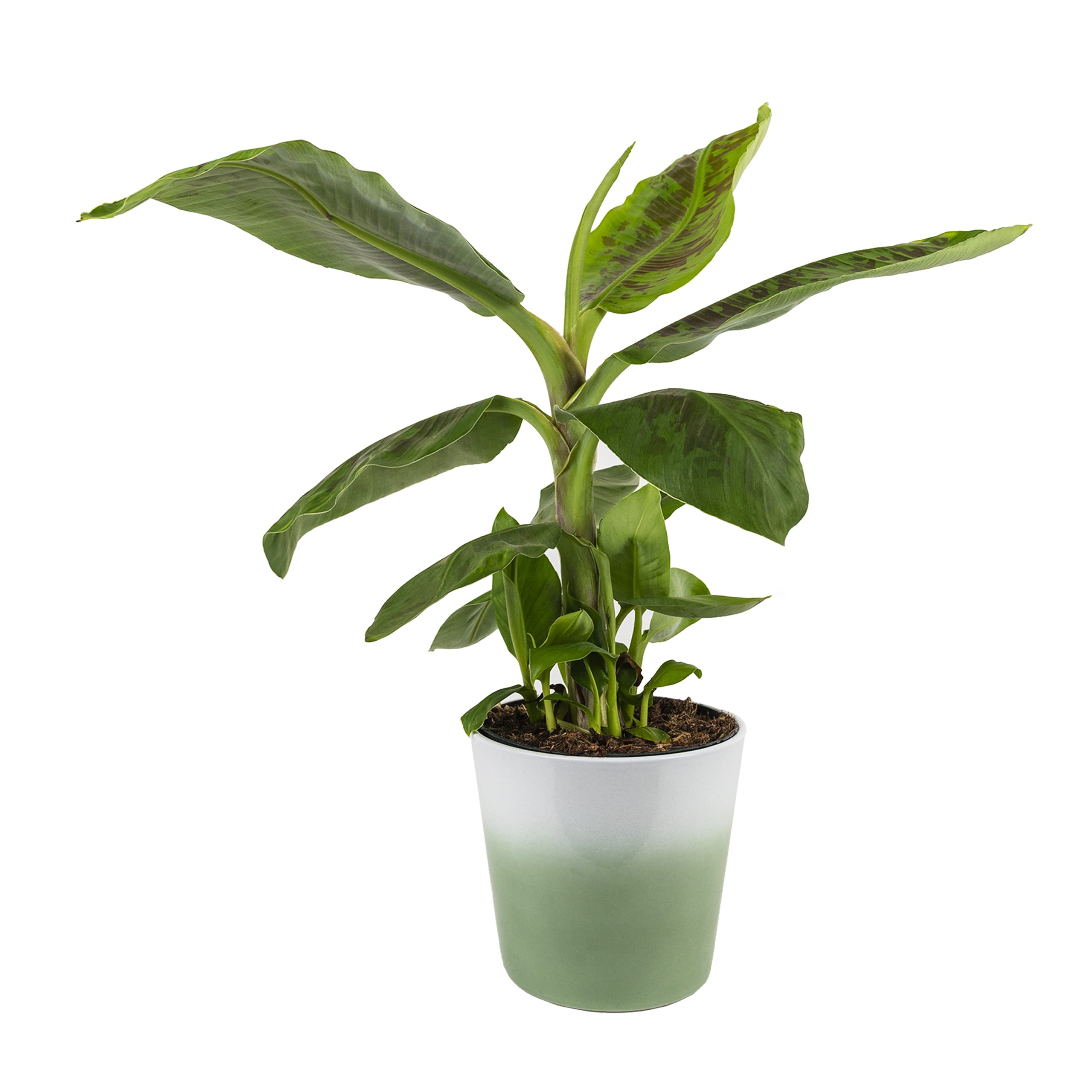 dracaena limelight Wekiva Foliage Dracaena Lime Light-Live Plant in an 10 Inch Growers Pot-Dracaena Fragrans 'Limelight'-Air Purifying Houseplant main image 1