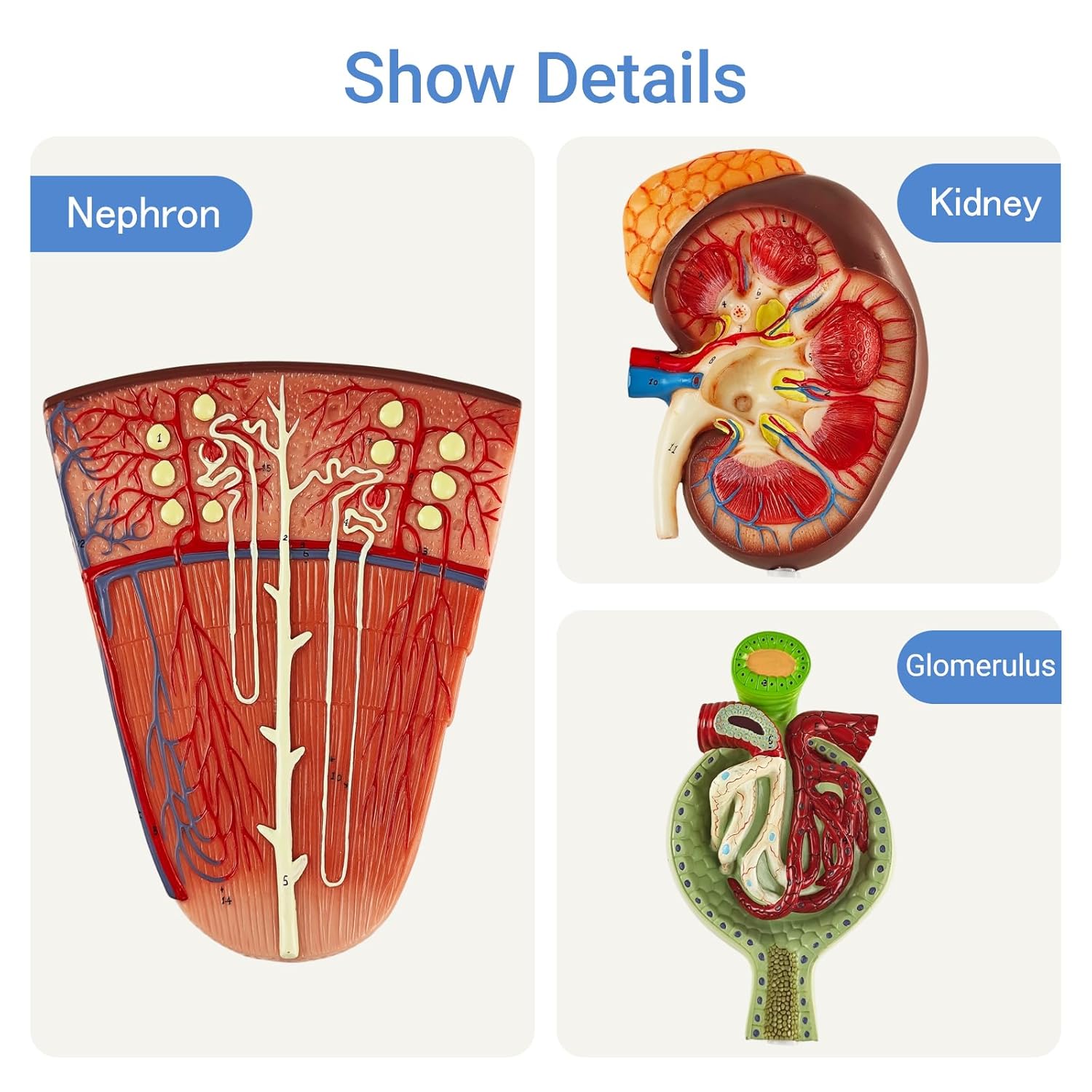 EVOTECH SCIENTIFIC 3-Part Human Kidney Model with Nephron and Glomerulus – Anatomical Renal Structure Model on Base – Medical Teaching Aid for Biology and Nursing Education