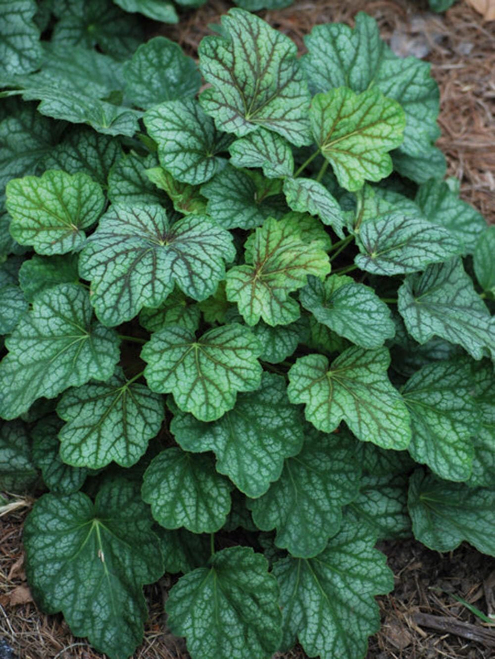 Heuchera Americana 'Green Spice' (Coral Bells)
