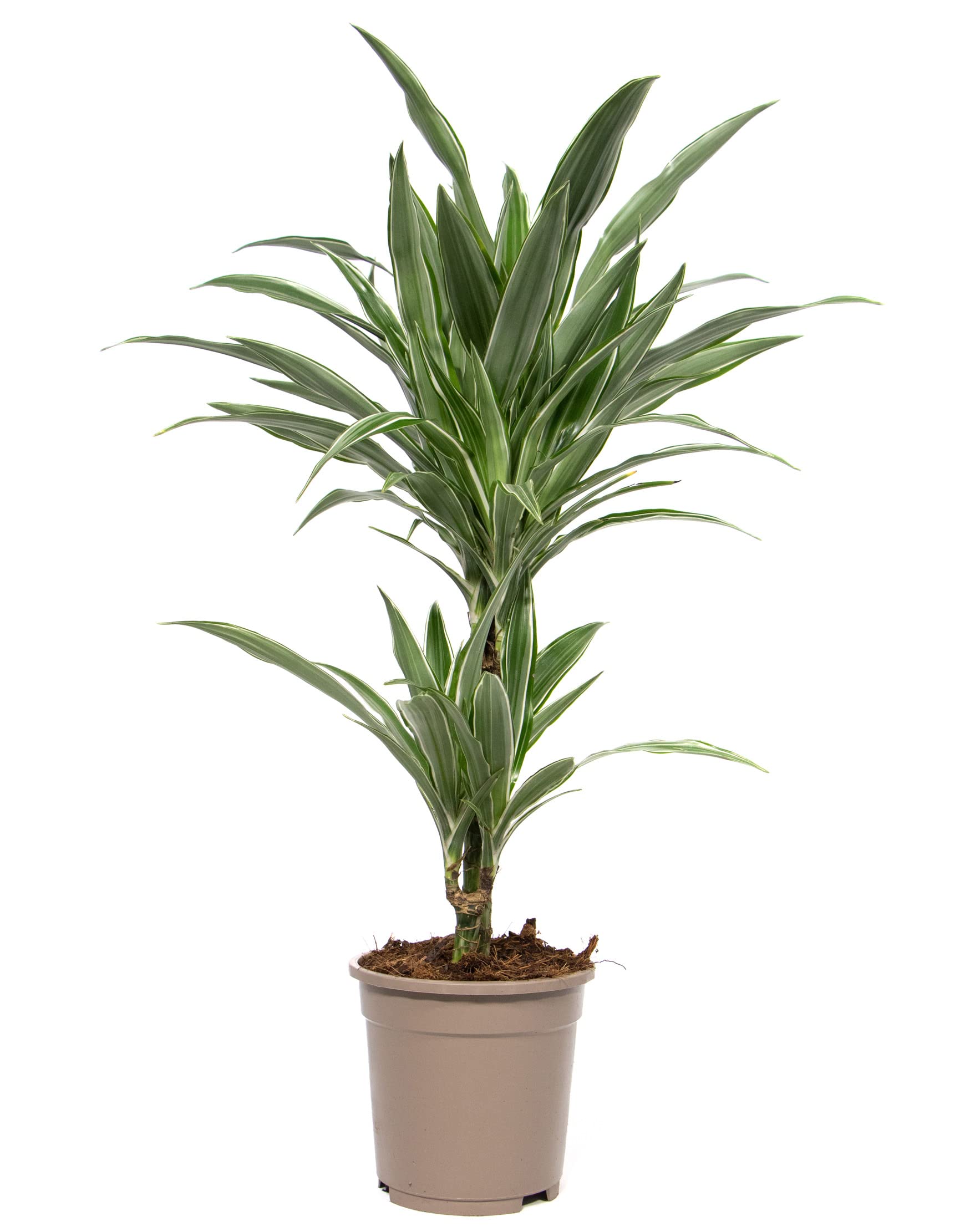 elefantenfu 150 cm kaufen Elefantenfu (Beaucarnea recurvata) kaufen