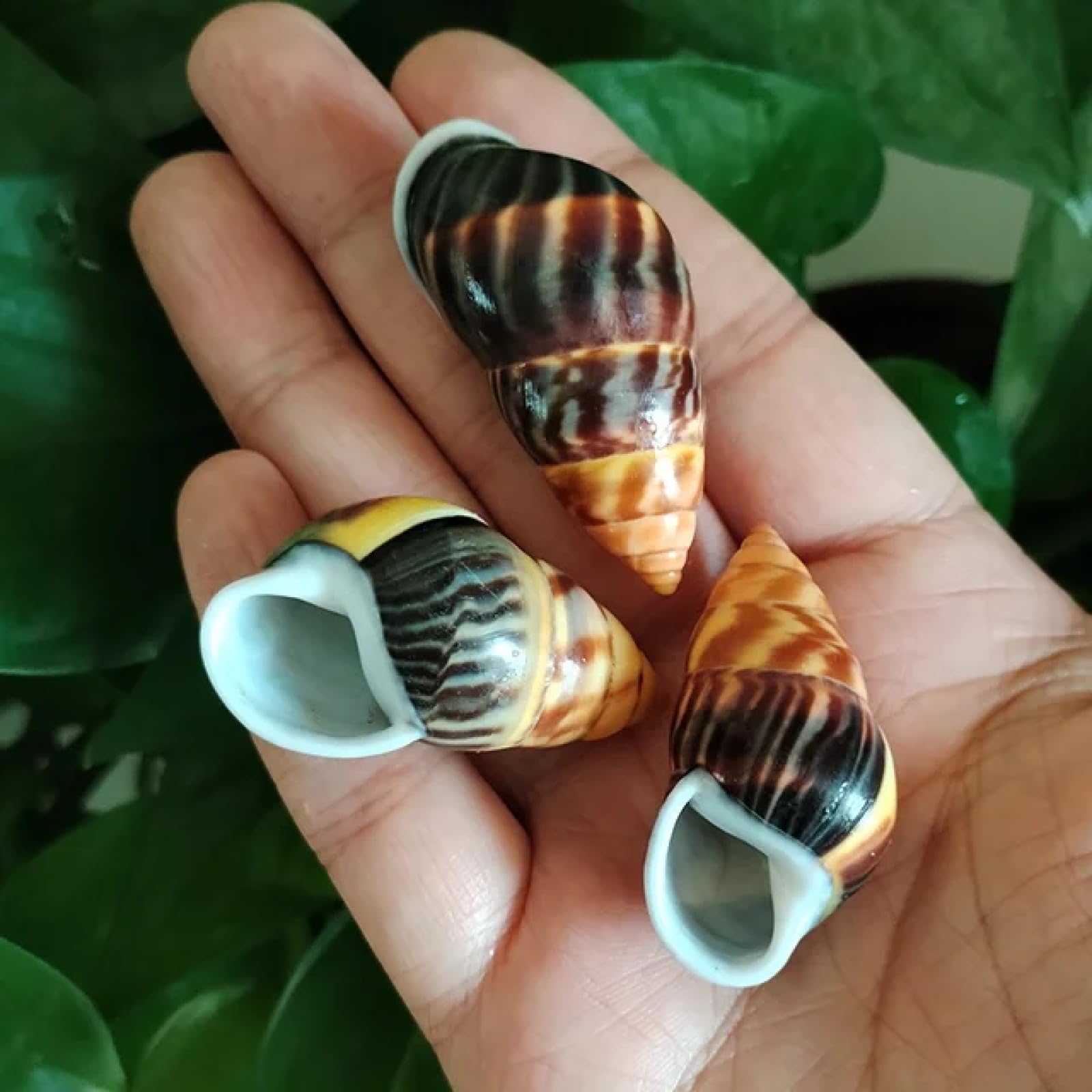 KUNGZUNMOLDS Conch Shell Decor,3Pcs Colorful Mini Seashells,Yellow Shells for Decor,Crafts,Fish Tank Accessory,Beach Wedding Decor,DIY Jewelry Making Kit Style 1