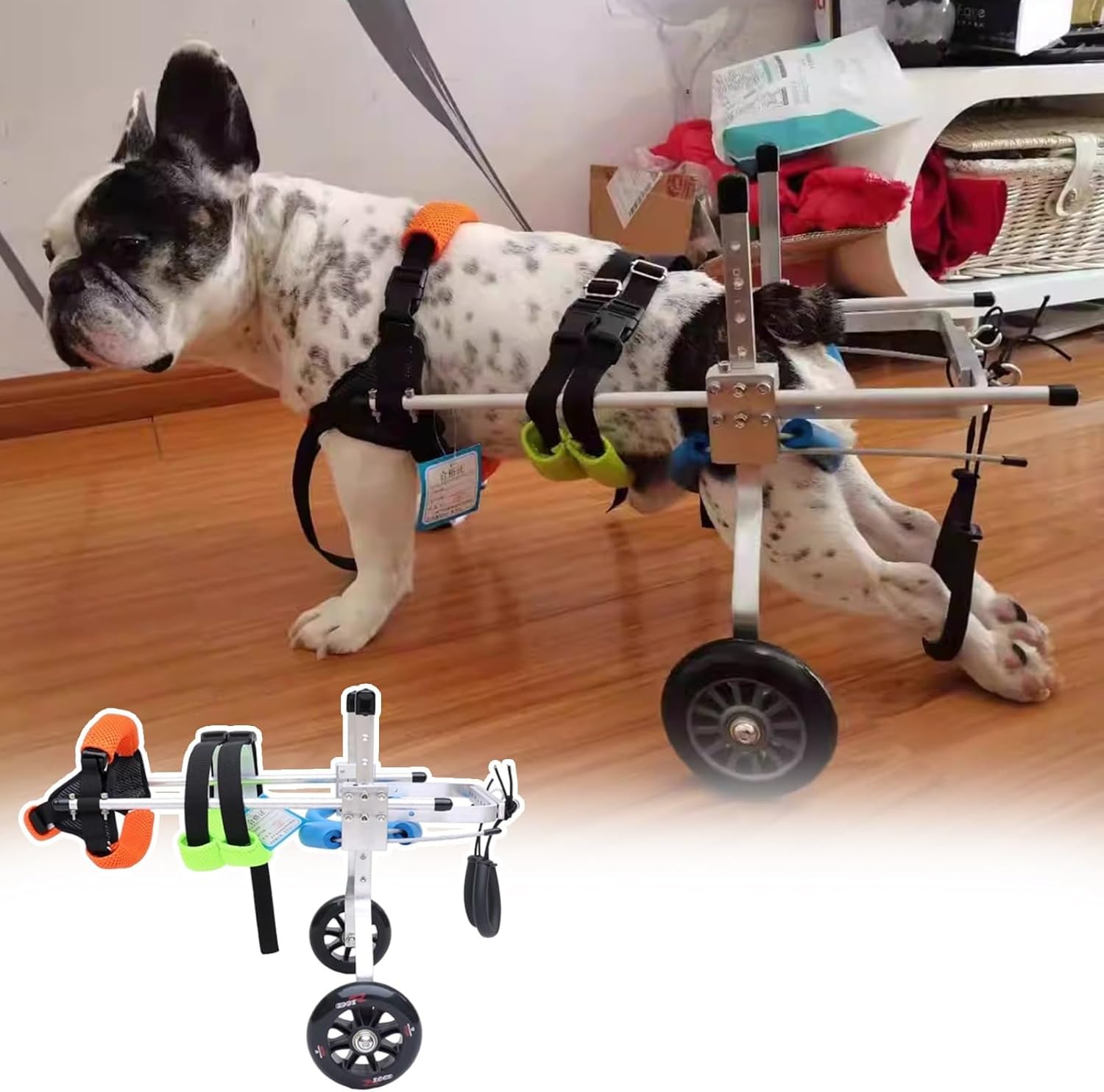 Chien handicapé : le support roulant réglable qui remplace les pattes arrière