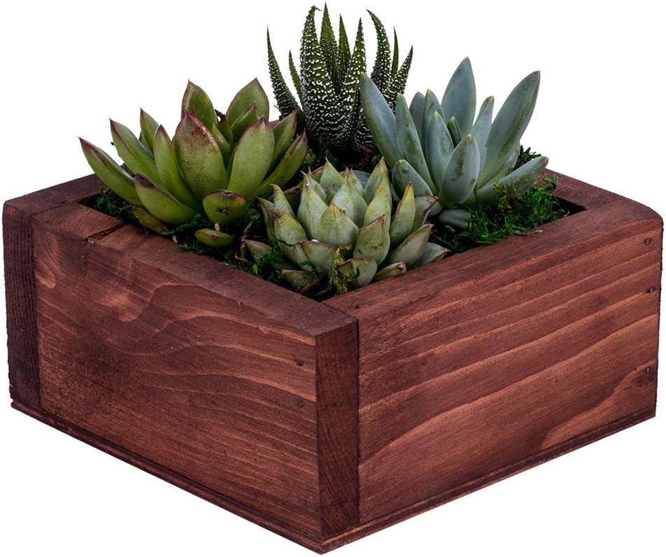 DecoBloomsDecoBlooms Unique Succulent Wall Planter - Fully Rooted - Real Live Home Décor Succulents
