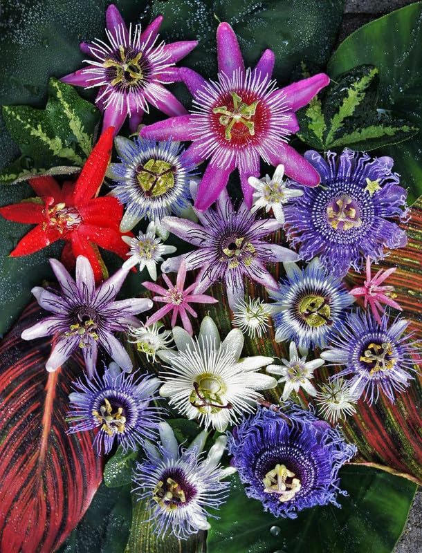 Ritz Farming® Passion flower seeds | rakhi bel flower seeds | Passion multi flower seeds for Home pots | All Season Flowering seeds for Home And Gardening pack of 30-40 seeds (B0CDPWDGHD) Amazon Price History, Amazon Price Tracker