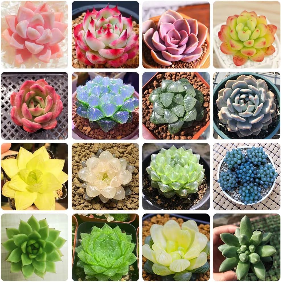 50+ Seeds - Air Purifier Mix Cacti Succulent Seeds Pack For Home Garden Planting - Grow Year Round. (B0CVVZJSFM) Amazon Price History, Amazon Price Tracker