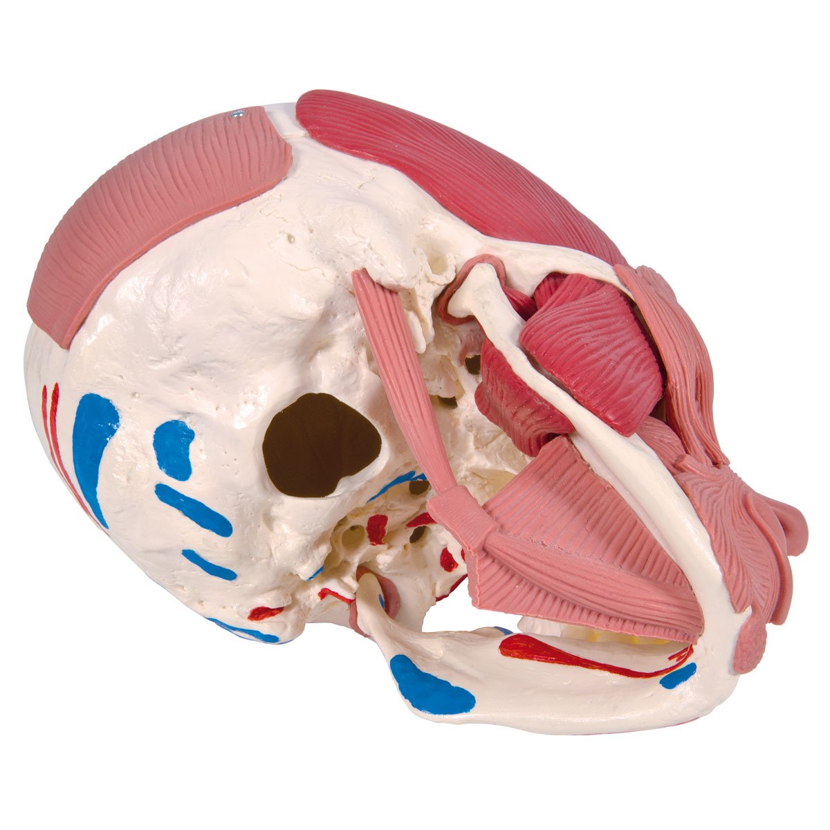 3B Scientific Human Skull Model With Facial Muscles - View #4