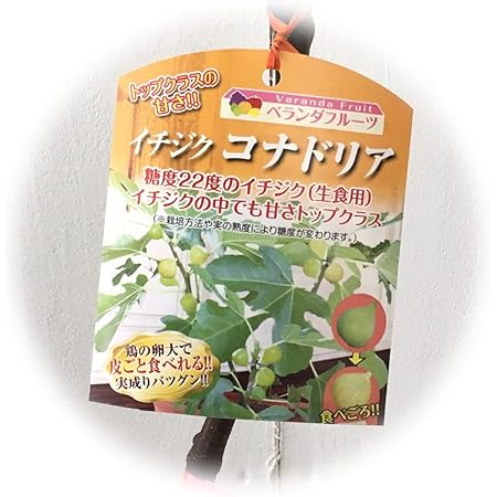Amazon イチジク 苗木 コナドリア 13 5cmポット苗 いちじく 苗 無花果 果物 Amazon イチジク 苗木 コナドリア 13 5cmポット苗 いちじく 苗 無花果 果物