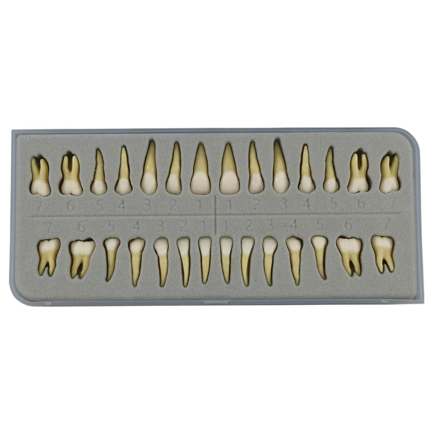 1 Box Dental Model Teeth Model 28 Pcs 1:1 Full Permanent Teeth M7021