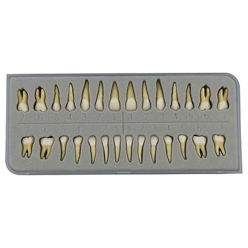 1 Box Dental Model Teeth Model 28 Pcs 1:1 Full
