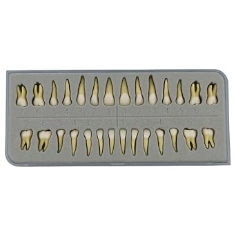 1 Box Dental Model Teeth Model 28 Pcs 11 Full Permanent Teeth M7021