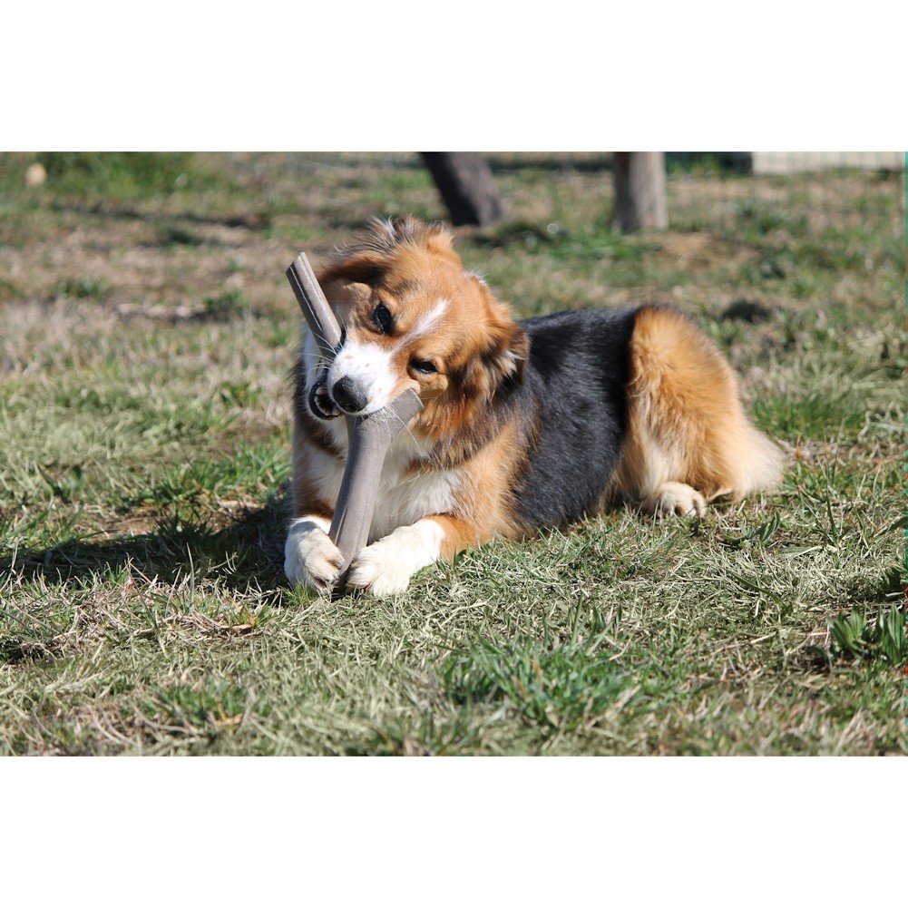 Bama 19150 Tutto Mio Gioco per Cani, 11 x 4 x 37 cm, Colori Assortiti