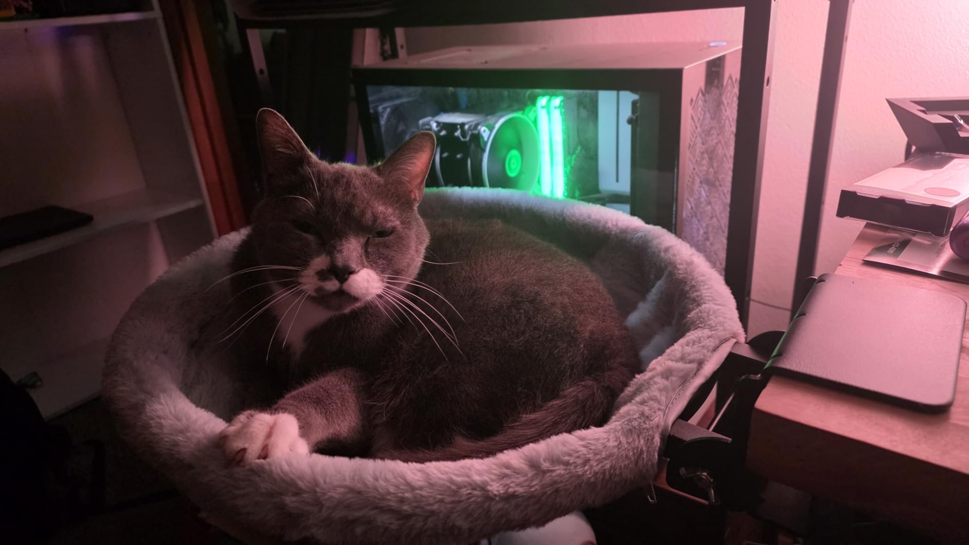 Foto de cliente con hamaca para gato