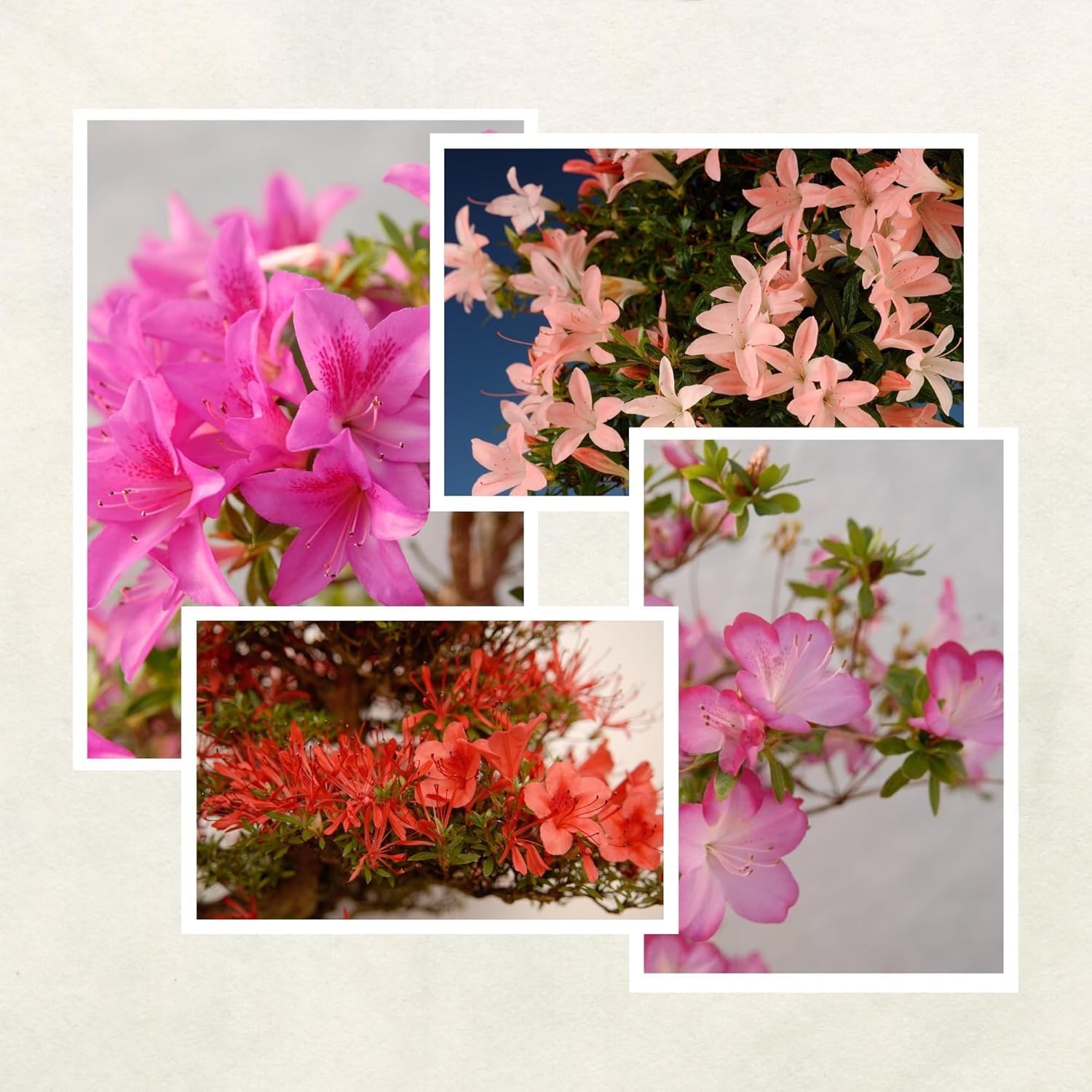 Satsuki Azalee Bonsai – 1x Japanischer Outdoor Bonsai Baum – Perfekter Anfänger- Winterhart – 12 cm Topf – Pflegeleichter Blütenbonsai – Blüht in Wunderschönen Farben (Benibeni)
